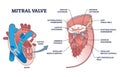 Mitral valve structure with medical cardio heart anatomy outline diagram