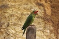Mitred Parakeet, aratinga mitrata, Adult standing on Post Royalty Free Stock Photo