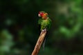 Mitred Parakeet bird