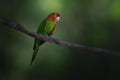 Mitred Parakeet bird