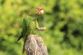 Mitred parakeet