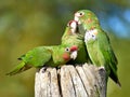 Mitred Parakeet perched on wood post