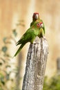 Mitred Parakeet perched on wood post