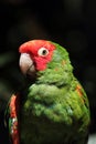 Mitred Parakeet (Psittacara mitrata)