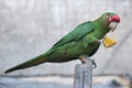 Mitred parakeet (Psittacara mitrata).