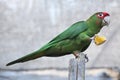 Mitred parakeet (Psittacara mitrata).