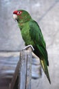 Mitred parakeet (Psittacara mitrata).