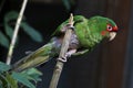 Mitred parakeet (Psittacara mitrata).