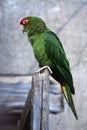 Mitred parakeet (Psittacara mitrata). Royalty Free Stock Photo