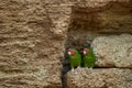 Mitred parakeet, Psittacara mitratus, red green parrot in nest clay hole wall in the nature habitat. Bird mitred conure in the