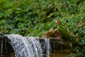 Mitred parakeet, Psittacara mitratus, red green parrot sitting in the river and drink water. Bird mitred conure in the nature