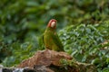 Mitred parakeet, Psittacara mitratus, red green parrot sitting on the tree trunk in the nature habitat. Bird mitred conure in the Royalty Free Stock Photo