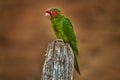 Mitred parakeet, Psittacara mitratus, red green parrot sitting on the tree trunk in the nature habitat. Bird mitred conure in the Royalty Free Stock Photo