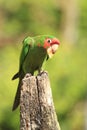 Mitred parakeet