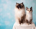 Mitted Seal Point Ragdoll and Siamese Mix Cat Portrait in Studio