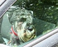 Mittel schnauzer dog left alone in car Royalty Free Stock Photo