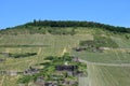 steep vineyards above Zeltingen Royalty Free Stock Photo