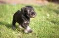 Mittelschnauzer puppy on green grass