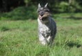 Mittelschnauzer (standard) running