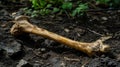 A mive femur bone juts out from the ground its smooth surface worn down from years of gnawing and sing