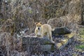 mix of amstaff dog on an abandoned couch in nature