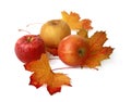 Mix of apples of different varieties with dead leaves