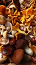 Mix of autumn wild forest edible mushrooms Royalty Free Stock Photo