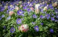 Mix from Balkan anemone and Tulips