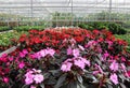 Greenhouse with flowers