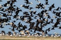 Mix big flock of different waterbirds take off