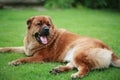 Mix breed Chow-Chow dog sitting