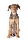 Mix breed doberman