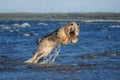Mix breed dog jumping out of water. Royalty Free Stock Photo