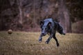 Mix breed dog is running for ball