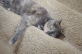 Mix British Blue pedigree cat Royalty Free Stock Photo