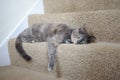 Mix British Blue pedigree cat Royalty Free Stock Photo