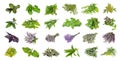 Mix of bunches of fresh spicy herbs on an isolated white Royalty Free Stock Photo