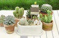 Mix of cactus and succulent plant arrangement with house mini figure terrarium