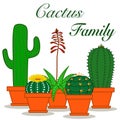 Mix of cactus and succulents growing in the orange pots on white background