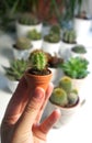 Mix of cactuses in the white room