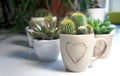 Mix of cactuses on the white table