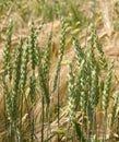 mix of cereals close up, green ears of wheat among yellow rye Royalty Free Stock Photo