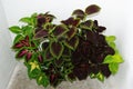 Mix of Coleus plants on a white background, Plectranthus scutellarioides