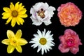 Mix collage of flowers: white peony, red and rose roses, yellow decorative sunflower, white daisy flower, day lilies isolated on Royalty Free Stock Photo