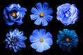 Mix collage of natural and surreal blue flowers 6 in 1: dahlias, primulas, rose and peony isolated