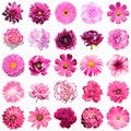 Mix collage of natural and surreal pink flowers 25 in 1 Royalty Free Stock Photo