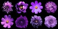 Mix collage of natural and surreal violet flowers 8 in 1: peony, dahlias, roses, perennial aster and primulas isolated