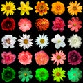 Mix collage of yellow, red, white, rose, green flowers Royalty Free Stock Photo