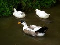 A mix color goose looking food in pond Royalty Free Stock Photo