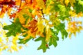 Mix of colored leaves at the beginning of autumn Royalty Free Stock Photo